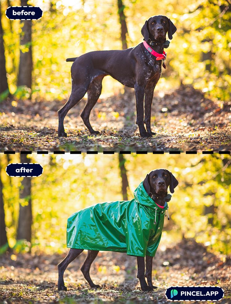03_before-after-adding-green-raincoat-with-pincel-AI-dog-standing-outdoor
