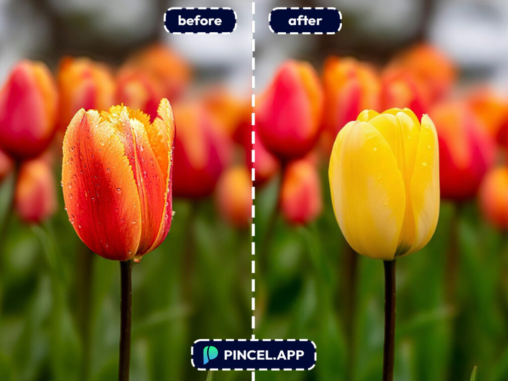 09_before-after-recoloring-image-with-pincel-AI-orange-tulip
